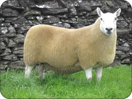 Cheviot show ewe