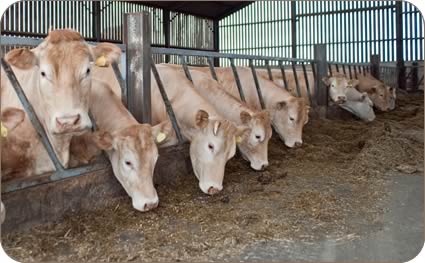 autumn calving cows