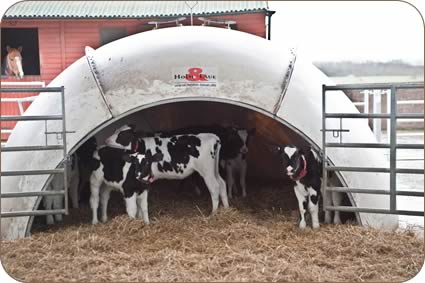 Martin and his calves in the igloos