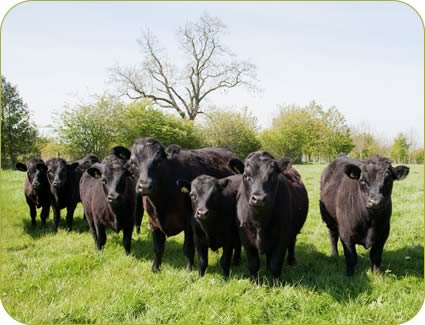 Dexter steers and heifer