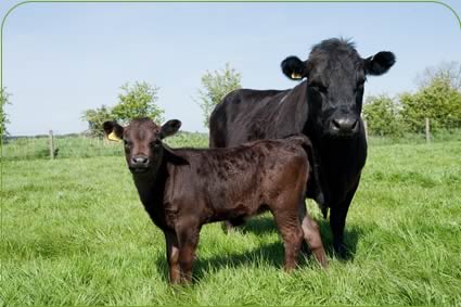 Dexter cows and calves