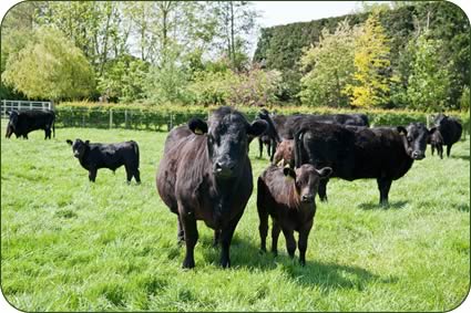 Dexter cows and calves