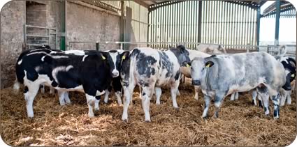 British Blue heifers