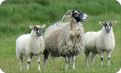 Swaledale ewes with Mule lambs