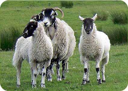 Swaledale ewes with Mule lambs 