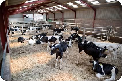 Calves are housed in an airy, purpose built shed which can accommodate up to 140 head