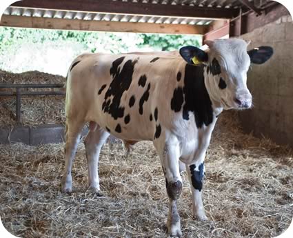 At eight months old the bulls achieve a carcase weight of between 130kg and 150kg