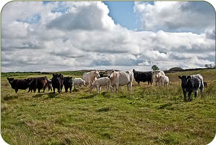 Whitebred Shorthorn and Galloway cows and calves near the line of Hadrian's Wall.