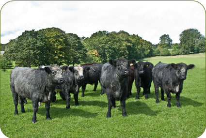 Blue Grey and Galloway bullocks on land at Newbrough