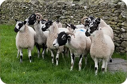 Swaledale ewes with Mule lambs
