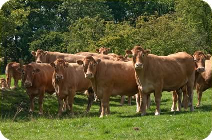 Pedigree Limousin females