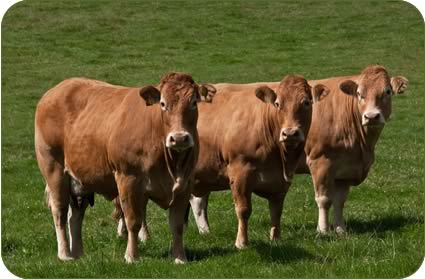 Pedigree Limousin females