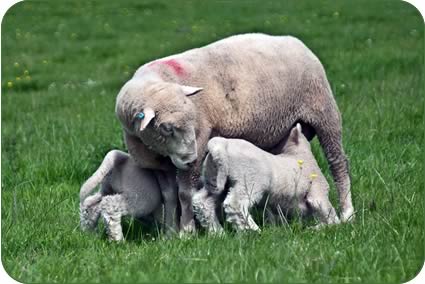 Ewes in August with their July-born lambs