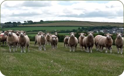 10 month old ewe lambs