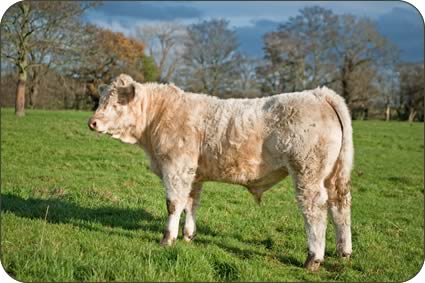 Eight month old polled bull calf Alwent Gold out of Alwent Dragonfly and by the French bull Unico