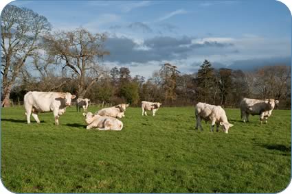 Alwent cows and calves