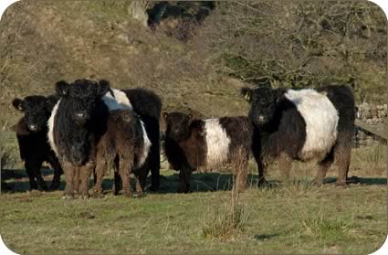 Belted Galloway cows and calves