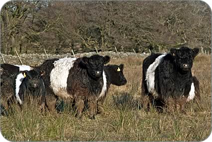 Belted Galloway cows and calves