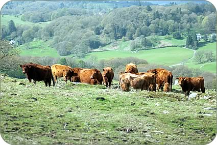 Luing cows and their calves on the rough grazing above Winster
