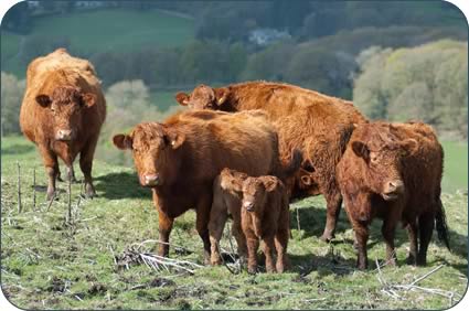 Luing cows and their calves 