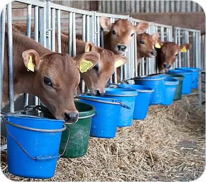 Jersey heifer calves