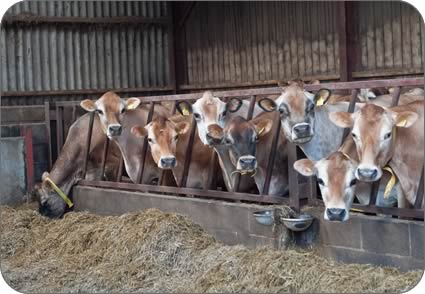 Jersey cows in milk at Farlam Hill Farm