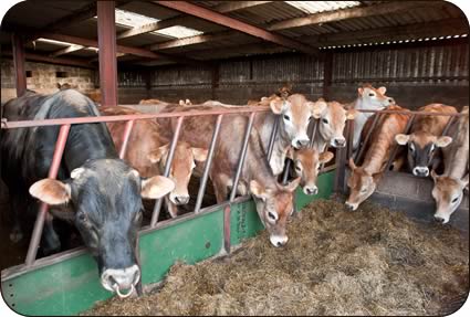 Jersey heifers with two and a half year old stock bull Farlam Crocuss Lirsk