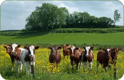 heifers in the buttercups