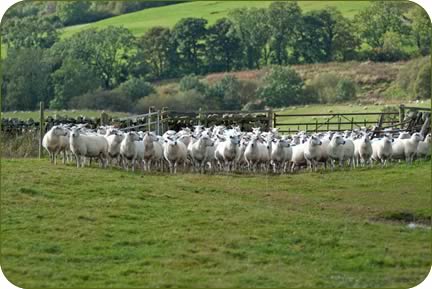 Colin Forsyth chose to run a closed flock of Lleyn ewes which would adapt to the conditions on the hill at Bennan. 