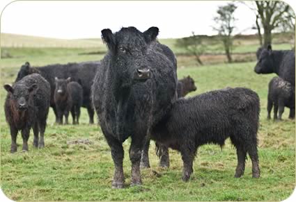 Galloway Cows and Calves