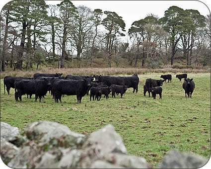Galloway Cows and Calves