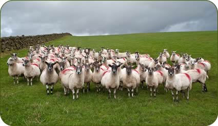 A sheep health plan helps Rosemary and David Dickie produce the most lambs possible for sale from their flock of Scotch Mules