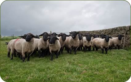 Commercial Suffolk shearling rams are isolated and treated for scab, fluke and worms after purchase before joining the flock.
