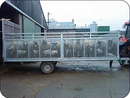 A custom built trailer with individual pens helps prevent stress on the ewes and lambs when turning out after lambing and mis-mothering is minimal