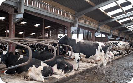 cows in the new cubicle housing