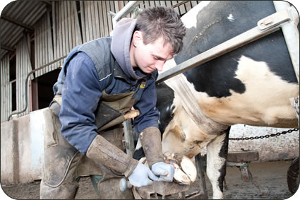 Marcus Fox carrying out foot trimming