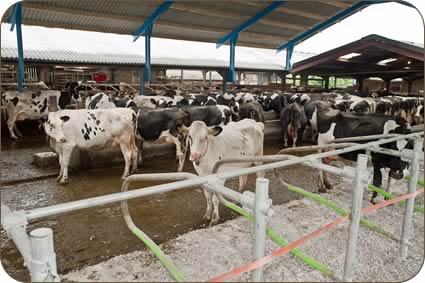 cattle housing