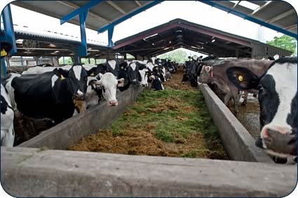 The extended feed trough