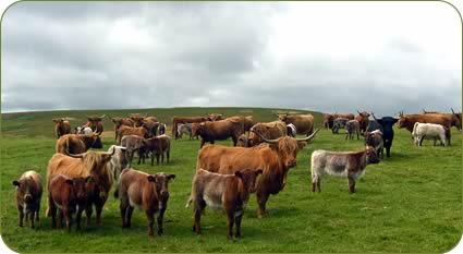 Highland Cows with Whitebred Shorthorn cross calves