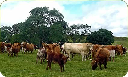 Highland Cows running with the Whitebred Shorthorn Bull