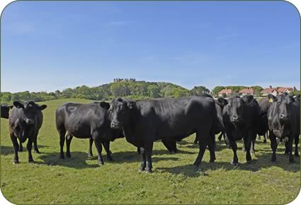 Angus Suckler Cows