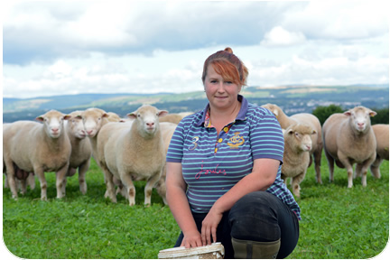 Jemima with a bunch of home-bred rams