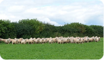 ewe lambs on red clover