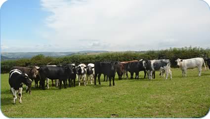 a group of 10-11 month old heifers