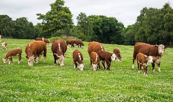 Moralee Herefords