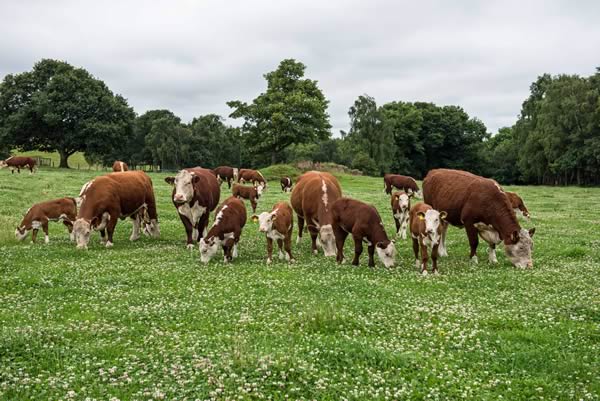 Moralee Herefords