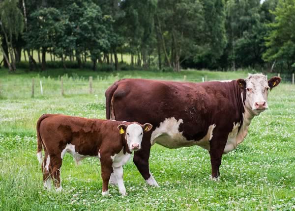 Moralee Herefords