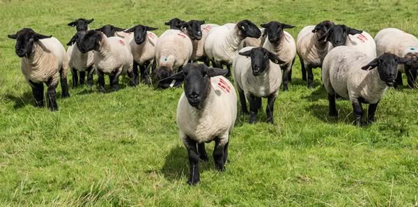 Williamsgill Suffolk Flock