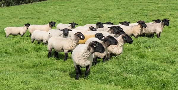 Williamsgill Suffolk Flock