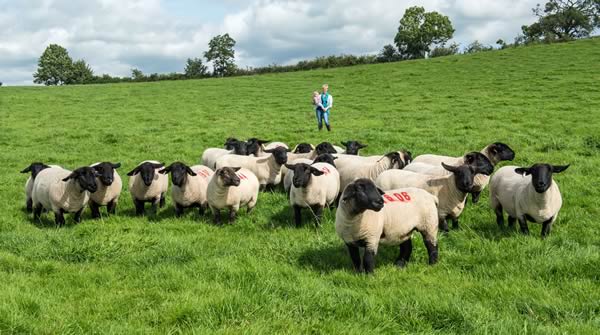 Williamsgill Suffolk Flock